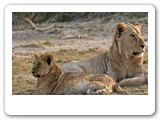 Wildlife-Images_0013_Layer 16