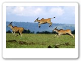 Wildlife-Images_0016_Layer 13