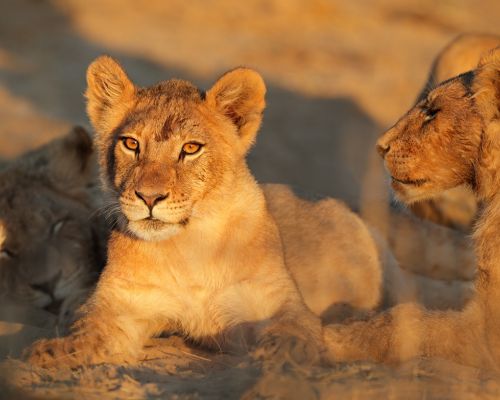Lion Cubs