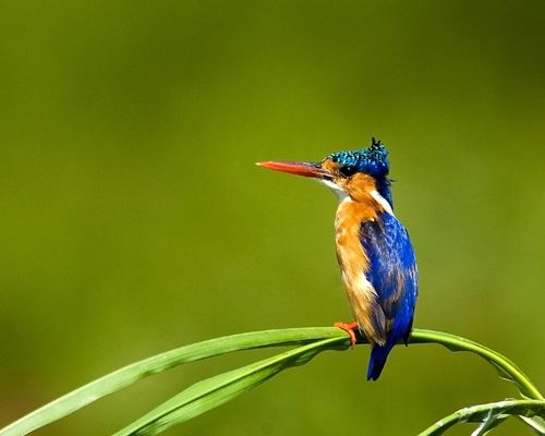 AMBOSELI NATIONAL PARK, NAIVASHA, MASAI MARA GAME RESERVE, LAKE NAKURU NATIONAL PARK, NANYUKI 
