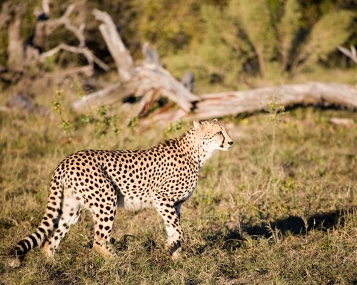 NAIROBI, SAMBURU GAME RESERVE, LAKE NAKURU NATIONAL PARK, MASAI MARA GAME RESERVE - Image 3