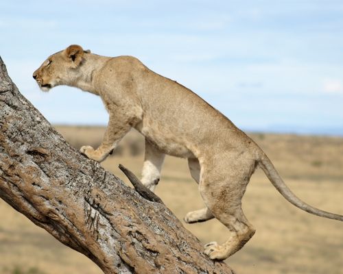 NAIROBI, MASAI MARA GAME RESERVE, LAKE NAKURU NATIONAL PARK, AMBOSELI NATIONAL PARK, NGORONGORO CRATER, SERENGETI NATIONAL PARK, LAKE MANYARA NATIONAL PARK 