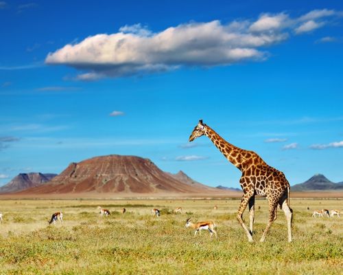 AMBOSELI NATIONAL PARK 
