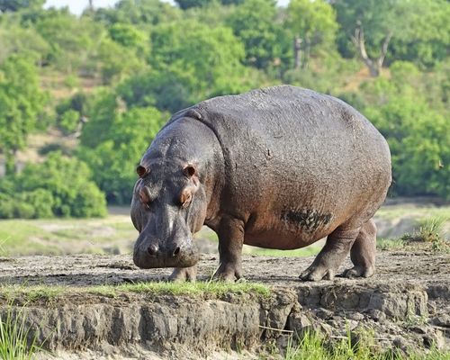 MASAI MARA GAME RESERVE, AMBOSELI NATIONAL PARK, NGORONGORO CRATER & ZANZIBAR