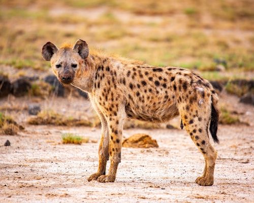 AMBOSELI NATIONAL PARK 