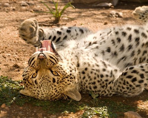 ABERDARE NATIONAL PARK,NANYUKI  - Image 2