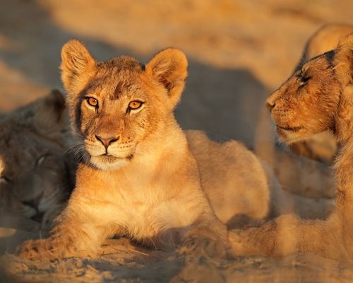 OL PEJETA CONSERVANCY  - Image 3