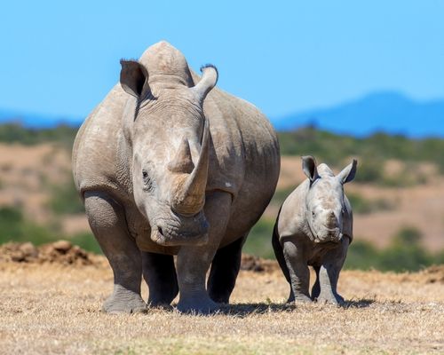 SAMBURU GAME RESERVE  - Image 2