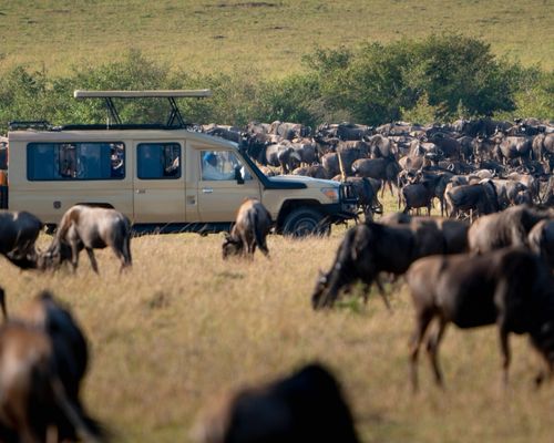 MASAI MARA GAME RESERVE, LAKE NAKURU NATIONAL PARK, NANYUKI 