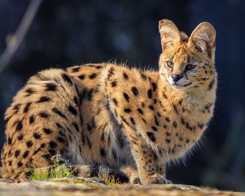 LAKE NAKURU NATIONAL PARK, NANYUKI 