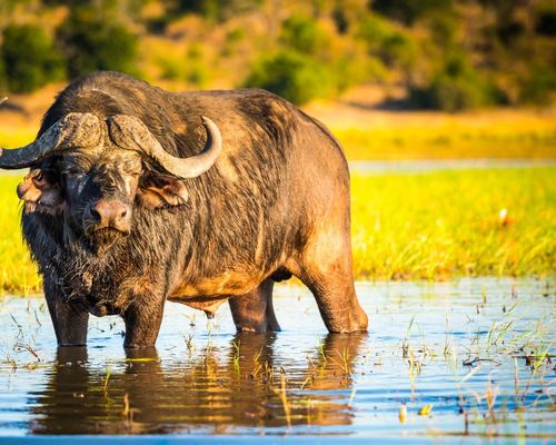  NAIROBI, MASAI MARA GAME RESERVE, LAKE NAKURU NATIONAL PARK, BARINGO, MOUNT KENYA FOREST RESERVE, SAMBURU GAME RESERVE,OL PEJETA CONSERVANCY,NANYUKI,AMBOSELI NATIONAL PARK,NGORONGORO CRATER,SERENGETI NATIONAL PARK,LAKE MANYARA NATIONAL PARK&ZANZIBAR - Image 2