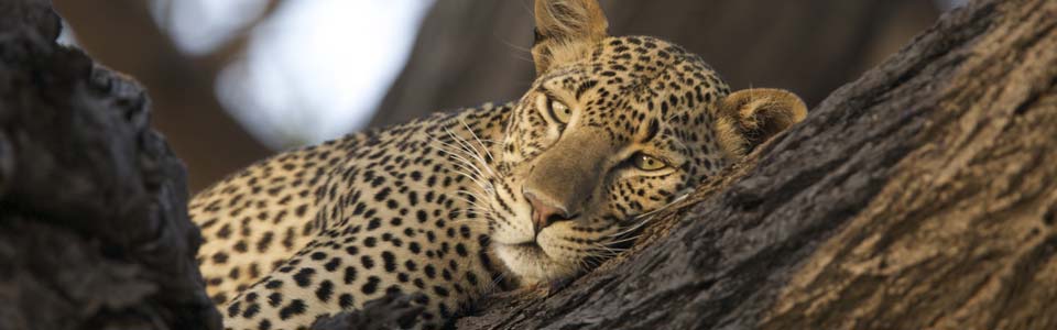 Leopard | Lake Nakuru